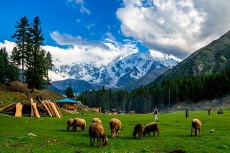 Fairy Meadows